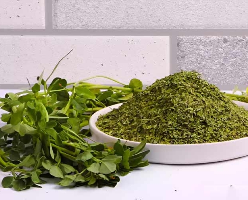 Оптовая продажа сушеной фенугреки из Ирана | Купить сушеную фенугреку оптом + Цена